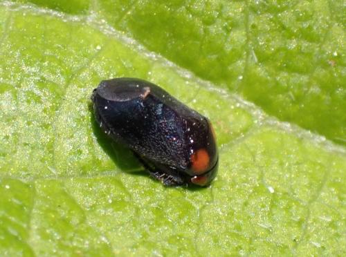 Penthimia nigra